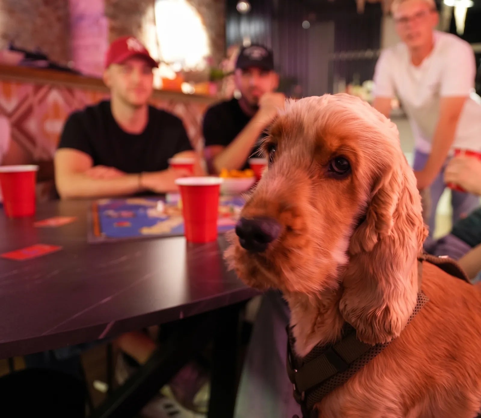 Hond aan tafel bij de spelers
